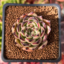 Echeveria Agavoides 'Sarabony' 2" Succulent Plant