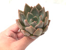 Echeveria 'Zenith' New Hybrid 2"-3" Rare Succulent Plant
