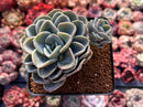 Pachyveria 'Orpet' 3" Cluster Succulent Plant