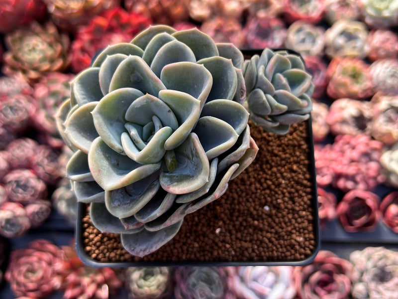 Pachyveria 'Orpet' 3" Cluster Succulent Plant