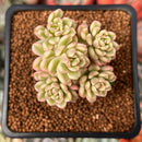 Sedum 'Joyce Tulloch' Variegated 1" Succulent Plant