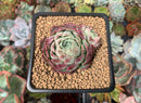 Echeveria 'Hongil' 2" Succulent Plant