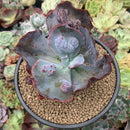 Echeveria 'Etna' 4" Succulent Plant