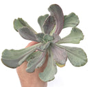 Pachyveria 'Jocelyns Joy' Variegated 5" Large Succulent Plant