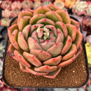 Echeveria 'Shallot' 4"-5" Succulent Plant