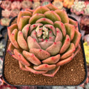 Echeveria 'Shallot' 4"-5" Succulent Plant