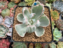 Echeveria 'Berkeley Light' Variegated 1"-2" Succulent Plant