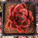 Echeveria Agavoides 'Rose Star' 2" Succulent Plant