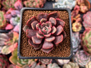 Echeveria 'Vasilisa' 1"-2" Succulent Plant