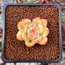 Echeveria sp. 1" Succulent Plant
