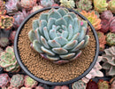 Echeveria 'Orange Monroe' 4" Powdery Succulent Plant