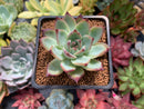 Echeveria 'Ratam' 2" Succulent Plant
