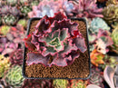 Echeveria 'Princess Peral' 2"-3" Succulent Plant