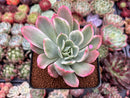 Echeveria 'Luella' Variegated 3"-4" Succulent Plant