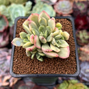 Echeveria 'Minibelle' Variegated 2" Succulent Plant