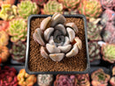 Echeveria 'Jinjuhee' 2" Powdery Succulent Plant