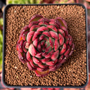 Echeveria Agavoides 'Pokeball' 2" Succulent Plant
