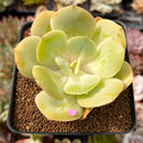 Echeveria 'Drawing' 2"-3" Succulent Plant