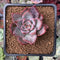 Echeveria 'Red Dragon' New Hybrid 1"-2" Succulent Plant