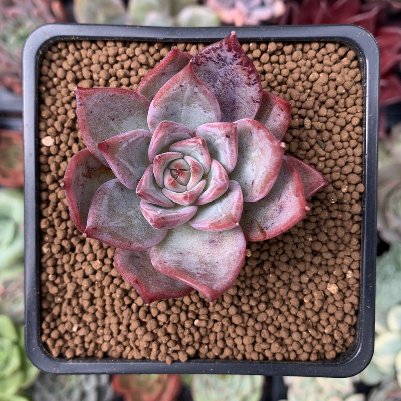 Echeveria 'Red Dragon' New Hybrid 1