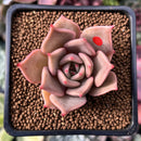 Echeveria 'Lilacina' x 'Rubin' Hybrid 1" New Hybrid Succulent Plant