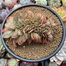 Echeveria 'Jin Cheol Hong' Crested 5" Succulent Plant
