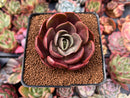 Echeveria 'Red Tan' 2" Succulent Plant