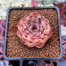 Echeveria 'Citrine' 1"-2" Seed Grown Air Magic Hybrid Succulent Plant