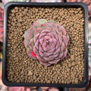 Echeveria 'Hongil' 2" Succulent Plant