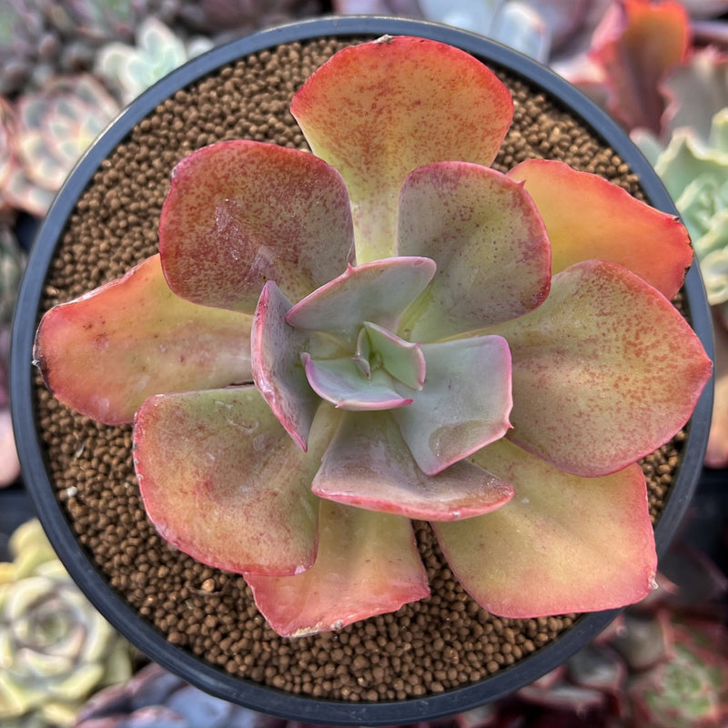 chunky succulent Echeveria 'Kinoa' 3"-4" Chunky Succulent Plant