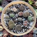Collection of Lithops Plants 4" (x12 Living Stones)
