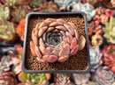 Echeveria 'Zaragoza' Hybrid 2" Succulent Plant