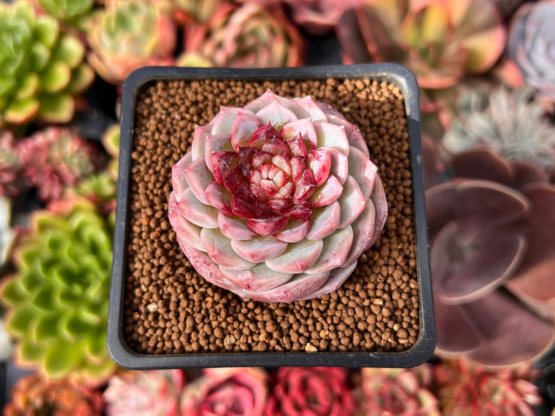 red echeveria succulent Echeveria 'Red Velvet' 2" Succulent Plant – True Succulents Plant Co