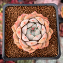 Echeveria 'Tippy' 1" Succulent Plant