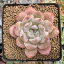 Echeveria 'Orange Monroe' 2"-3" Succulent Plant