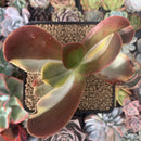 Echeveria 'Fimbriata' Variegated AKA 'Fasciculata' 3"-4" Succulent Plant