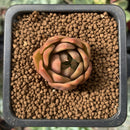 Echeveria Agavoides 'Jingle Bells' 1/2" Small Succulent Plant
