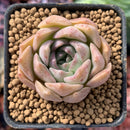Echeveria 'Escar' 1" Small New Hybrid Succulent Plant
