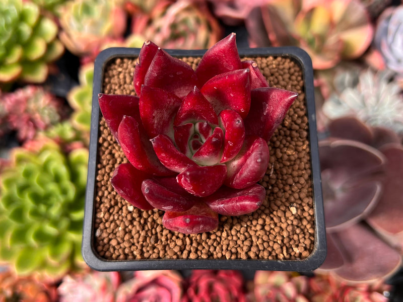 bright red succulent Echeveria Agavoides 'Red Plum' 2" Succulent Plant – True Succulents Plant Co