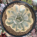Echeveria Runyonii Variegated (Aka Echeveria 'Akaihosi' Variegated) 4"-5" Succulent Plant
