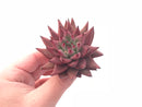 Echeveria Agavoides Sirius 3” Rare Succulent Plant