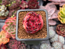 Echeveria Agavoides 'Fire Pillar' 1" Succulent Plant