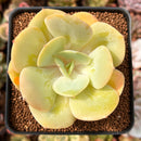 Echeveria 'Drawing' 2"-3" Succulent Plant