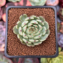 Echeveria 'Jackal' 1" Succulent Plant