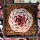 Echeveria 'Red Velvet' 2" Succulent Plant