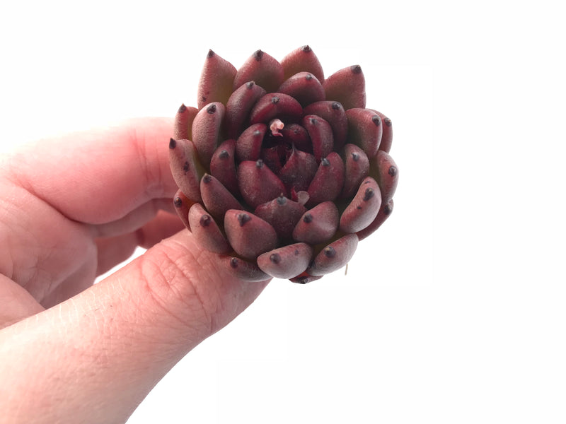 Echeveria Agavoides ‘Black Queen’ 1”-2” Rare Succulent Plant