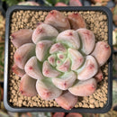 Echeveria 'Pena' 3" Succulent Plant