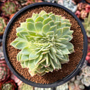 Echeveria 'Pansy' Crested 3"-4" Succulent Plant