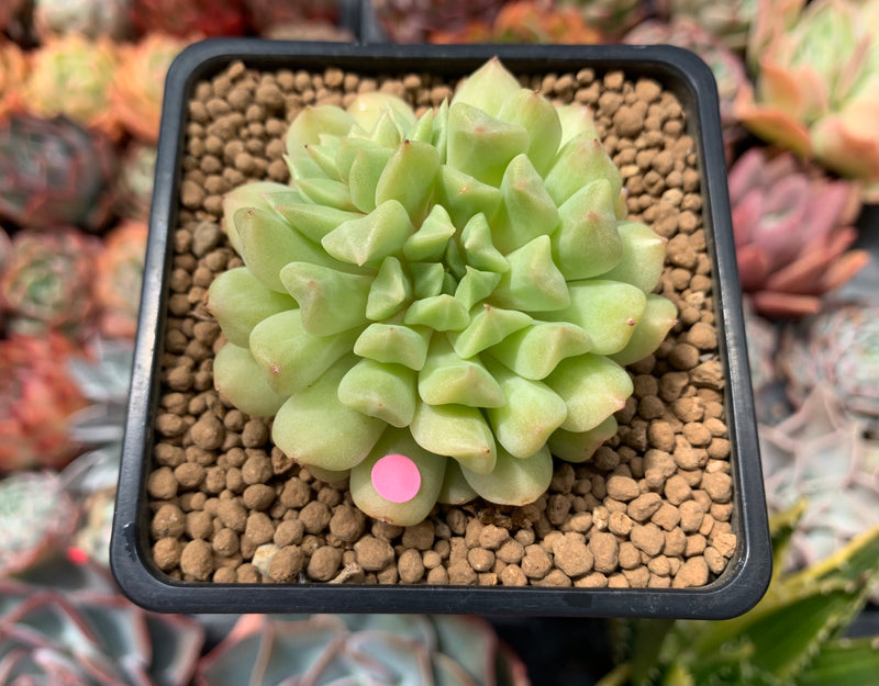 irish succulent Echeveria 'Irish Mint' 2" Succulent Plant
