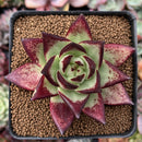 Echeveria Agavoides 'Maria' 3" Succulent Plant